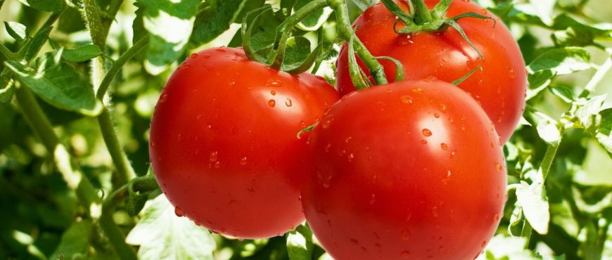 TOMATE
